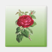 Rote Rose mit Farbverlauf Magnet (Vorne)