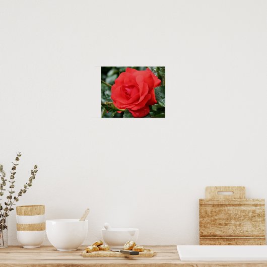Rote Rose mit Raindrops Poster (Küche)