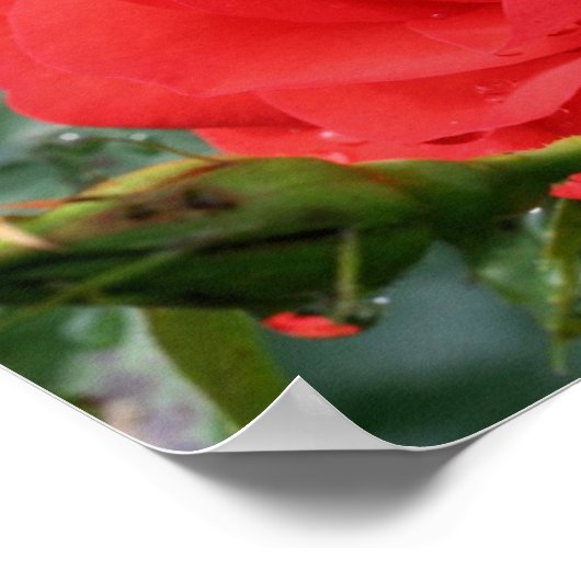 Rote Rose mit Raindrops Poster (Ecke)