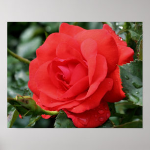 Rote Rose mit Regentropfen Floral Poster