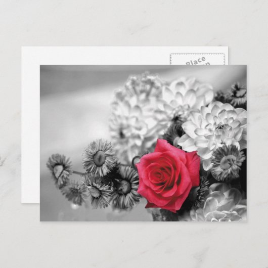 Rote Rose mit Schwarzweiß-Hintergrund Postkarte (Vorne/Hinten)