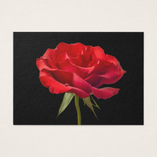 Rote Rose mit Tau-Tropfen auf schwarzer