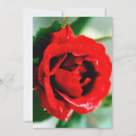 Rote Rose mit Taubenfallen Einladung