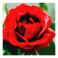 Rote Rose mit Taubenfallen