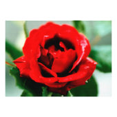 Rote Rose mit Taubenfallen Fotodruck (Vorne)