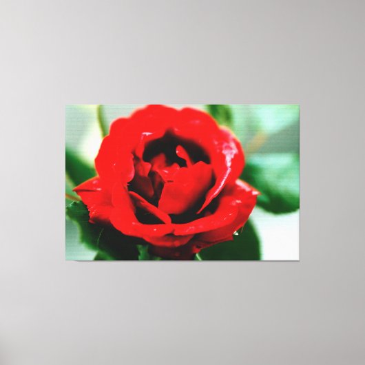 Rote Rose mit Taubenfallen Leinwanddruck (Vorderseite)