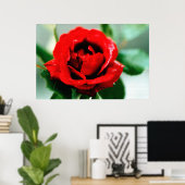 Rote Rose mit Taubenfallen Poster (Heimbüro)