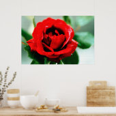 Rote Rose mit Taubenfallen Poster (Küche)