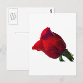 rote Rose mit Wassertropfen Postkarte (Vorne/Hinten)