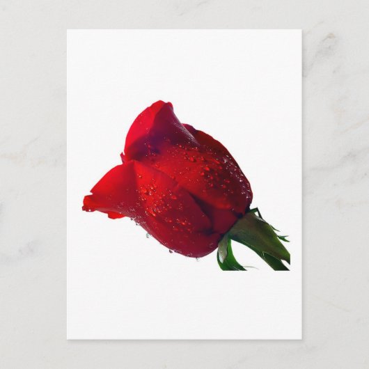 rote Rose mit Wassertropfen Postkarte (Vorderseite)