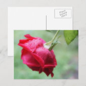 Rote Rose mit Wassertropfen Postkarte (Vorne/Hinten)