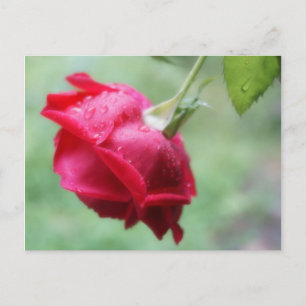 Rote Rose mit Wassertropfen Postkarte