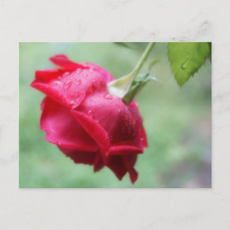 Rote Rose mit Wassertropfen Postkarte