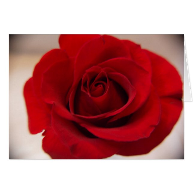 Rote Rose Nah (Vorderseite (Horizontal))