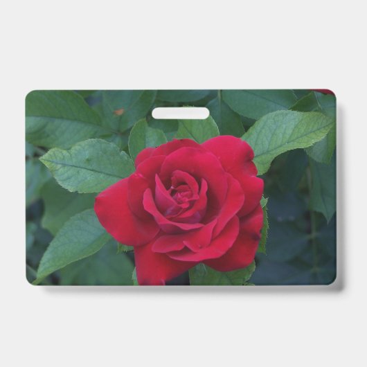 Rote Rose Nah Ausweis (Vorderseite)