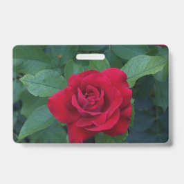 Rote Rose Nah Ausweis