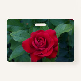 Rote Rose Nah Ausweis