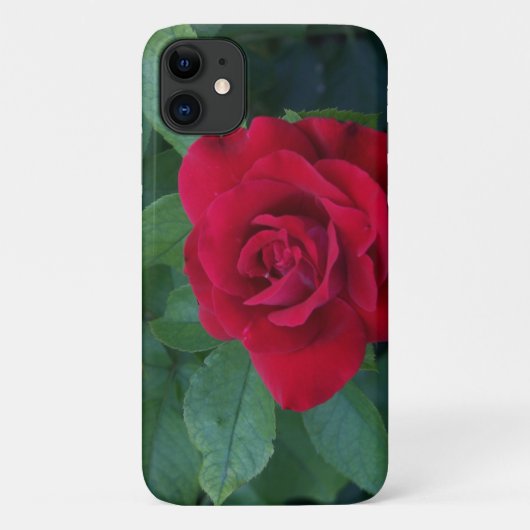 Rote Rose Nah Case-Mate iPhone Hülle (Rückseite)