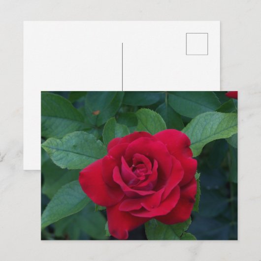 Rote Rose Nah Feiertagspostkarte (Vorne/Hinten)