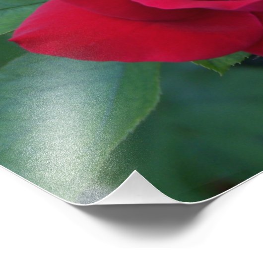 Rote Rose Nah Fotodruck (Ecke)