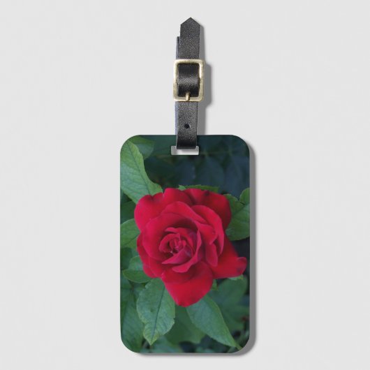Rote Rose Nah Gepäckanhänger (Vorderseite Vertikal)