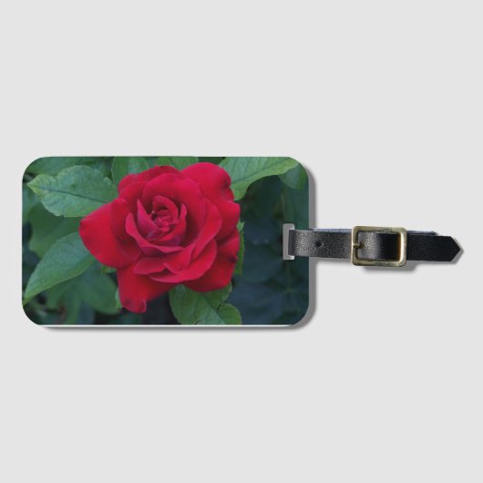 Rote Rose Nah Gepäckanhänger (Vorderseite (Horizontal))