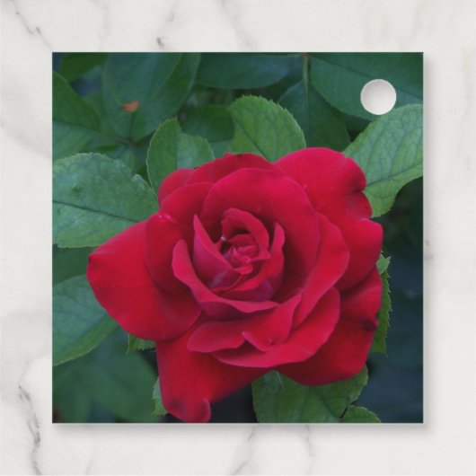 Rote Rose Nah Geschenkanhänger (Rückseite)