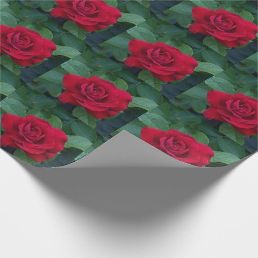 Rote Rose Nah Geschenkpapier (Ecke)