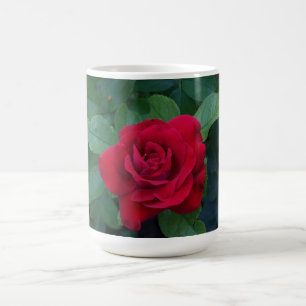 Rote Rose Nah Kaffeetasse