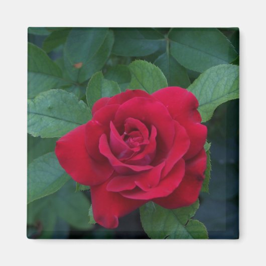 Rote Rose Nah Magnet (Vorne)
