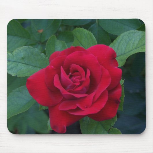 Rote Rose Nah Mousepad (Vorne)