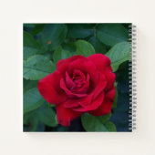 Rote Rose Nah Notizblock (Rückseite)