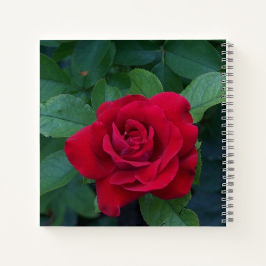 Rote Rose Nah Notizblock (Rückseite)