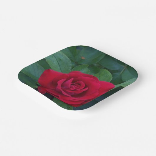 Rote Rose Nah Pappteller (Gewinkelt)