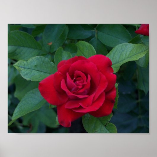 Rote Rose Nah Poster (Vorne)