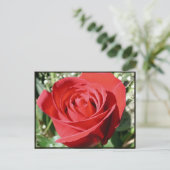 Rote Rose Nah Postkarte (Stehend Vorderseite)