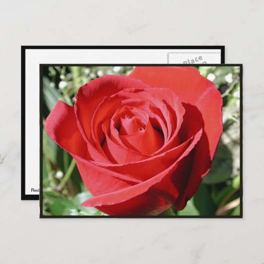 Rote Rose Nah Postkarte (Vorne/Hinten)