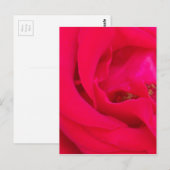 rote Rose Nah Postkarte (Vorne/Hinten)