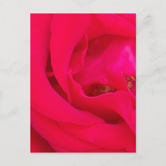 rote Rose Nah Postkarte (Vorderseite)