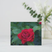 Rote Rose Nah Postkarte (Stehend Vorderseite)