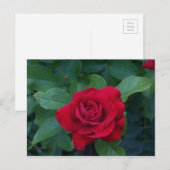 Rote Rose Nah Postkarte (Vorne/Hinten)