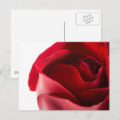 Rote Rose Nah Postkarte (Vorne/Hinten)
