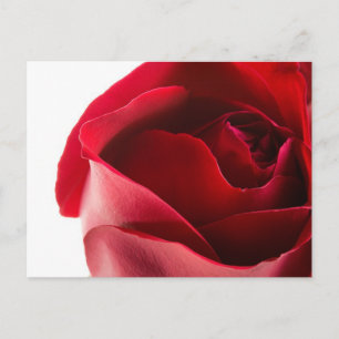 Rote Rose Nah Postkarte