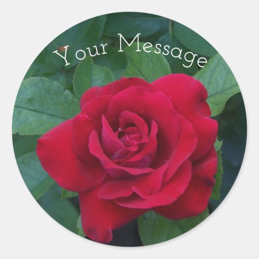 Rote Rose Nah Runder Aufkleber (Vorderseite)