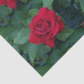 Rote Rose Nah Seidenpapier (Detail)