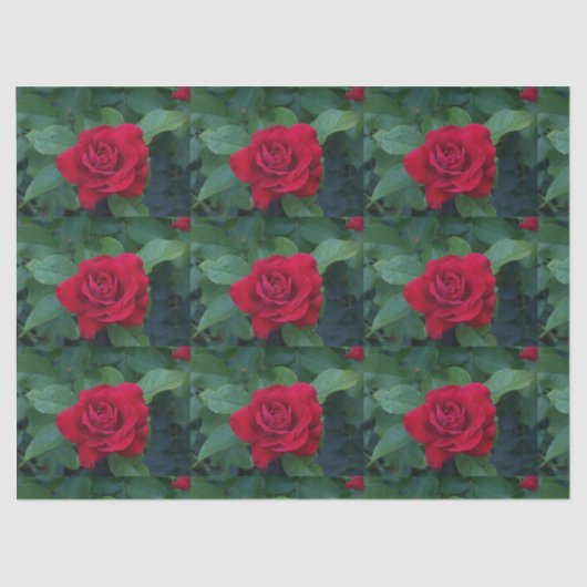 Rote Rose Nah Seidenpapier (Vorderseite)