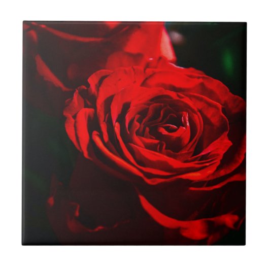 Rote Rose Nahaufnahme Fliese (Vorderseite)