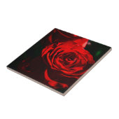 Rote Rose Nahaufnahme Fliese (Seite)