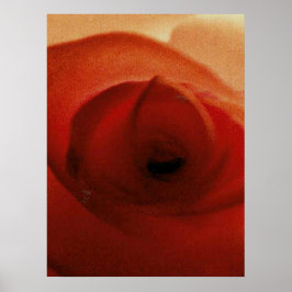 ROTE ROSE NAHAUFNAHME     POSTER