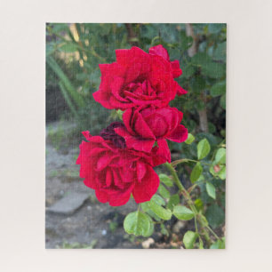 Rote Rose, Oakland Puzzle